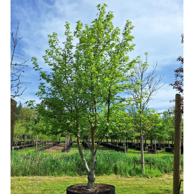 Liquidambar styr. 'Worplesdon'