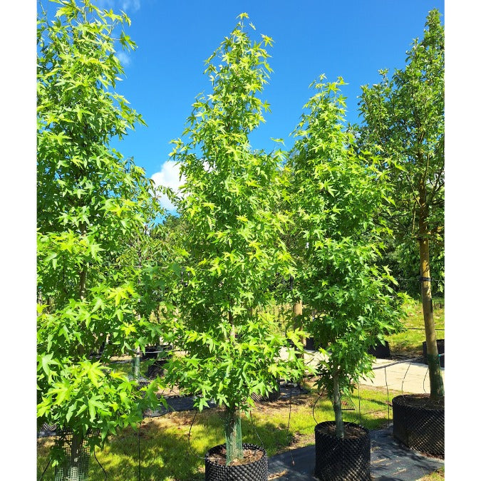 Liquidambar styr. 'Worplesdon'