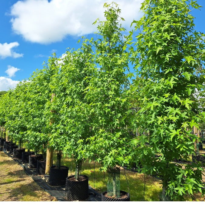 Liquidambar styr. 'Worplesdon'