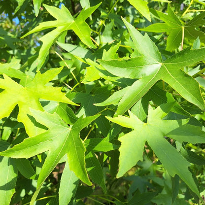 Liquidambar styr. 'Worplesdon'