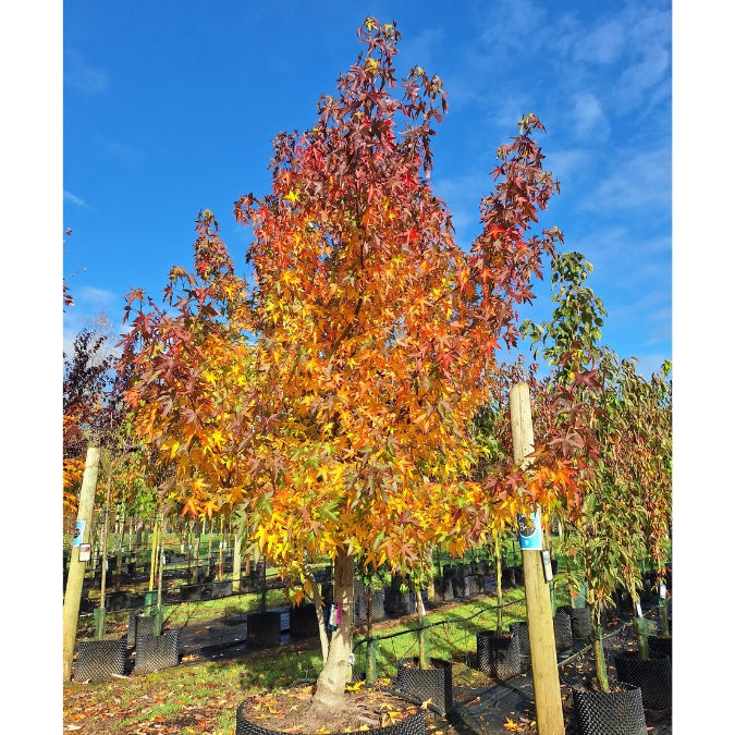 Liquidambar styr. 'Worplesdon'