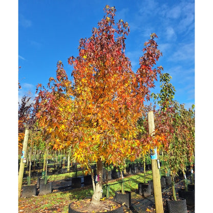 Liquidambar styr. 'Worplesdon'