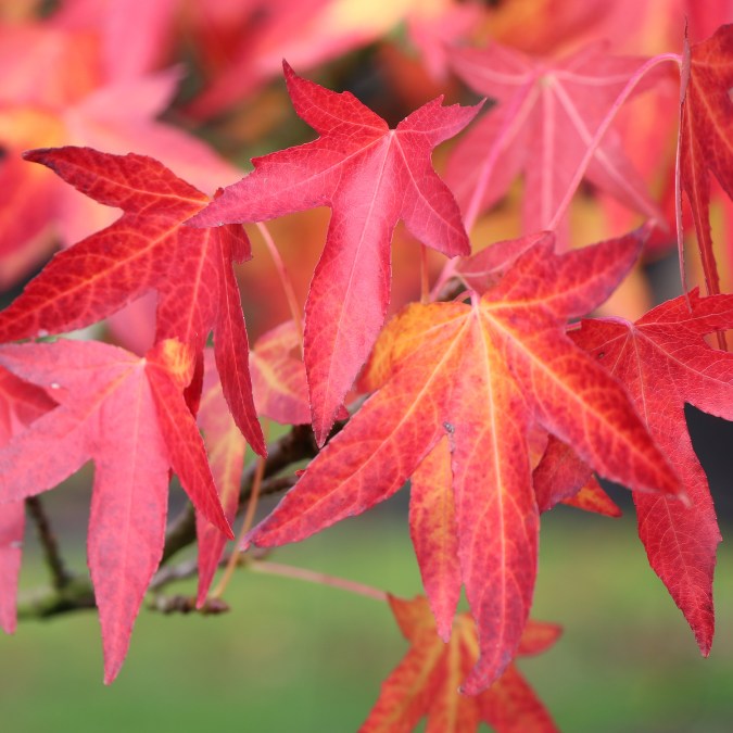 Liquidambar styr. 'Worplesdon'