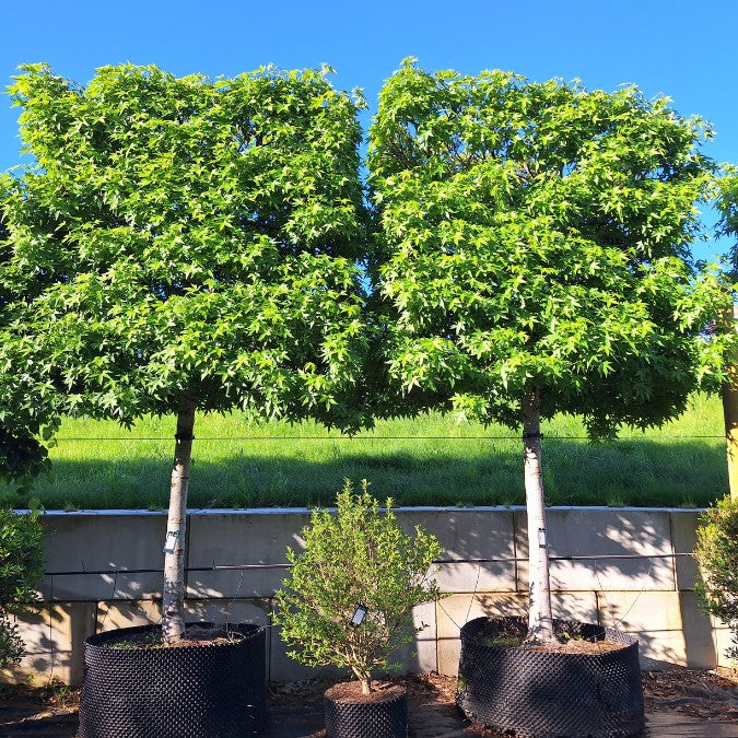 Liquidambar styr. 'Worplesdon'