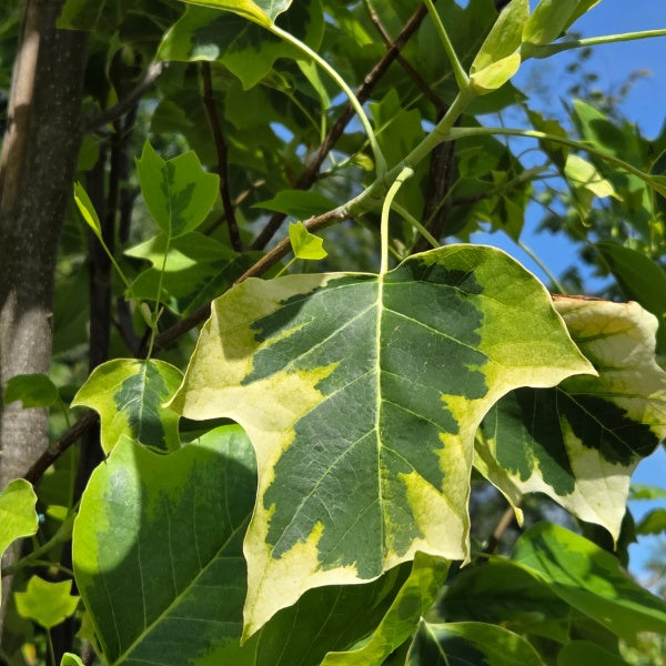 Liriodendron tul. 'Aureomarginatum'