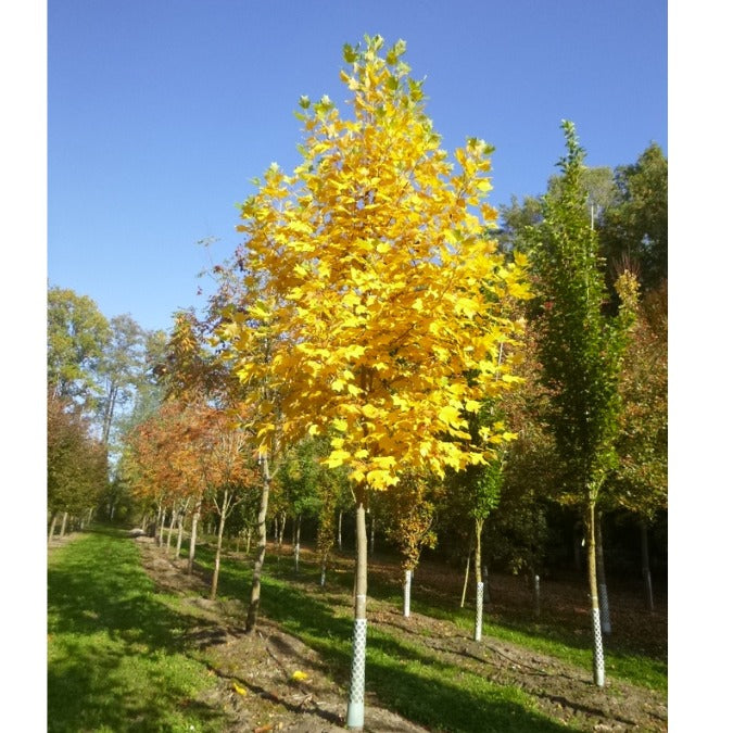 Liriodendron tulipifera