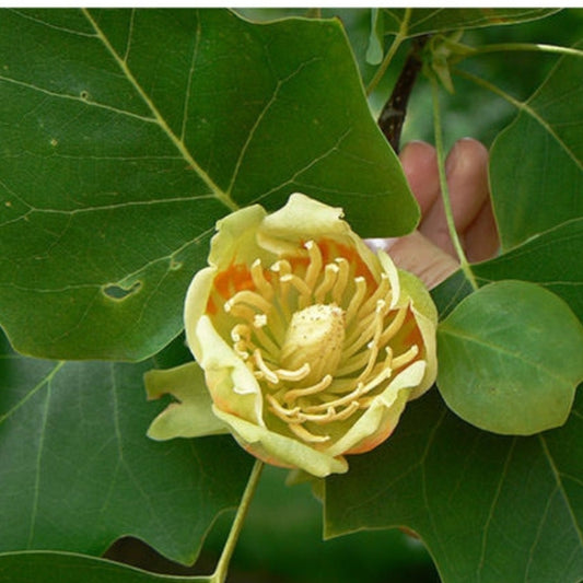 Liriodendron tulipifera