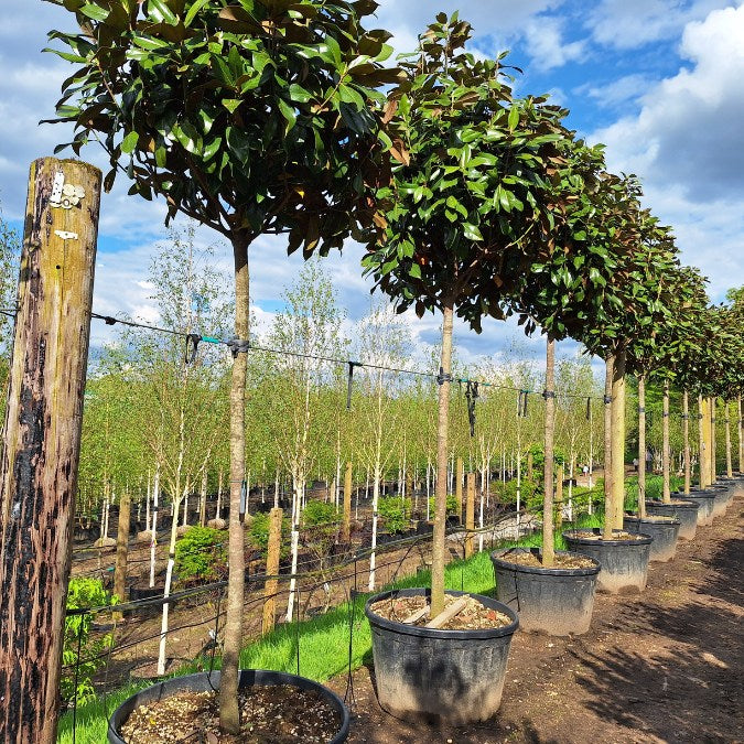 Magnolia grand. 'Gallissonnière' – Majestic Trees