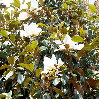 Magnolia grand. 'Goliath'