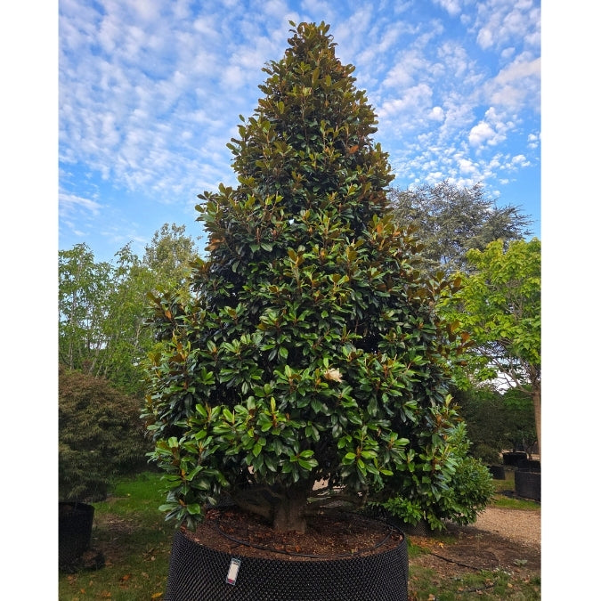 Magnolia grand. 'Gallissoniensis Praecox'