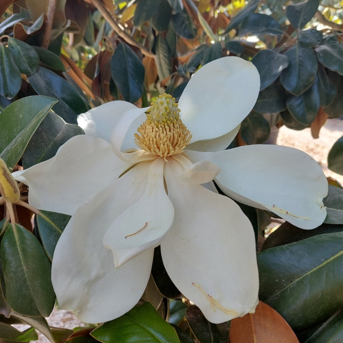 Magnolia grand. 'Gallissoniensis Praecox'