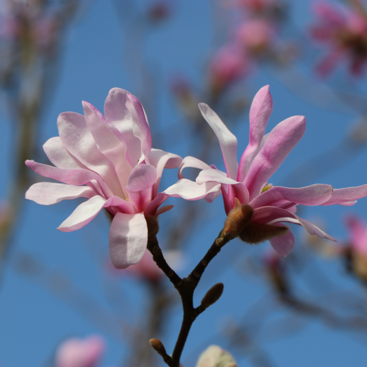 Magnolia × loebneri 'Leonard Messel'