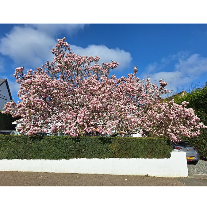 Magnolia x soulangeana