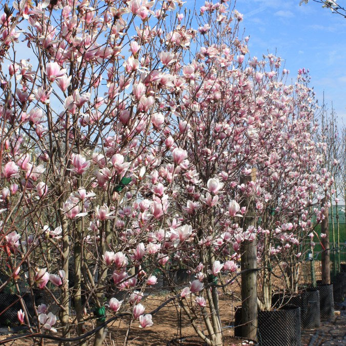 Magnolia x soulangeana