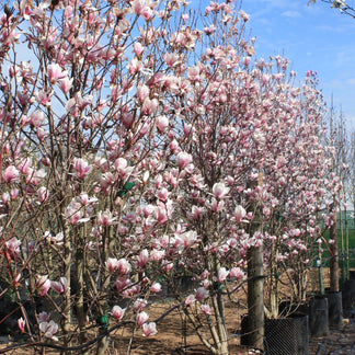 Magnolia x soulangeana – Majestic Trees