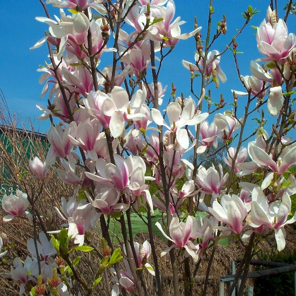 Magnolia x soulangeana