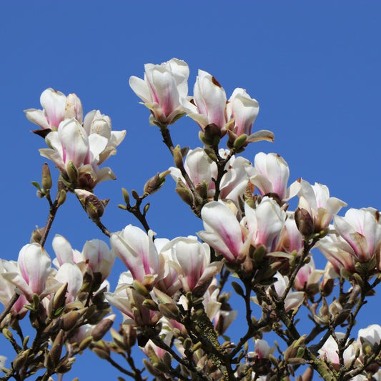 Magnolia x soulangeana 'Alba Superba'