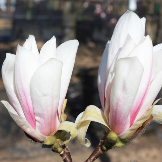 Magnolia x soulangeana 'Alba Superba'