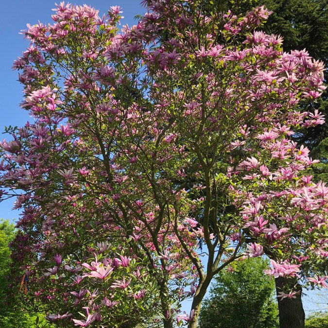 Magnolia 'Susan'