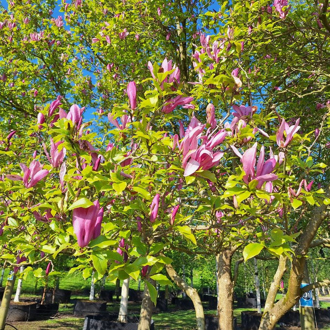 Magnolia 'Susan'