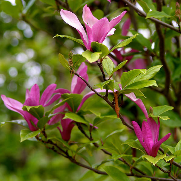 Magnolia 'Susan'