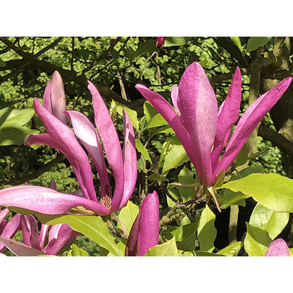 Magnolia 'Susan'