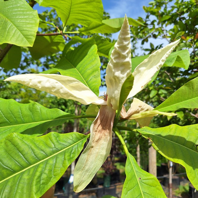 Magnolia tripetala