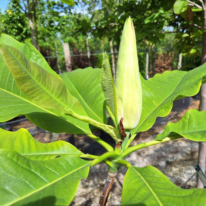 Magnolia tripetala