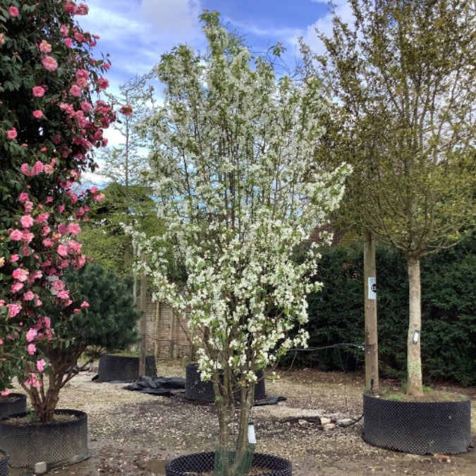 Malus baccata 'Street Parade' – Majestic Trees