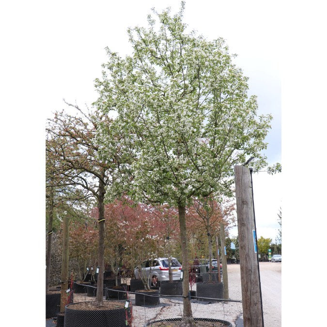 Malus baccata 'Street Parade'