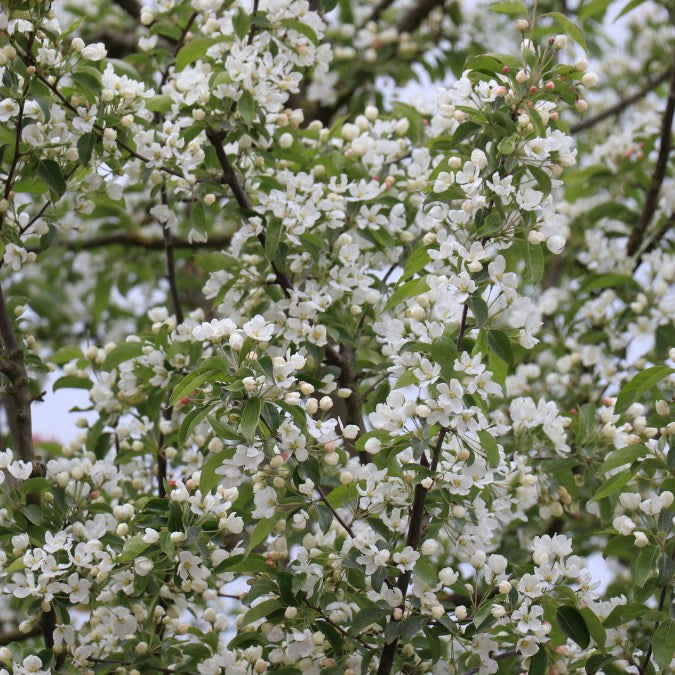 Malus baccata 'Street Parade'