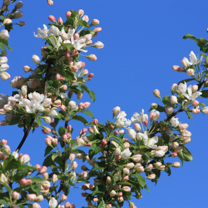 Malus baccata 'Street Parade'