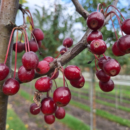 Malus baccata 'Street Parade'