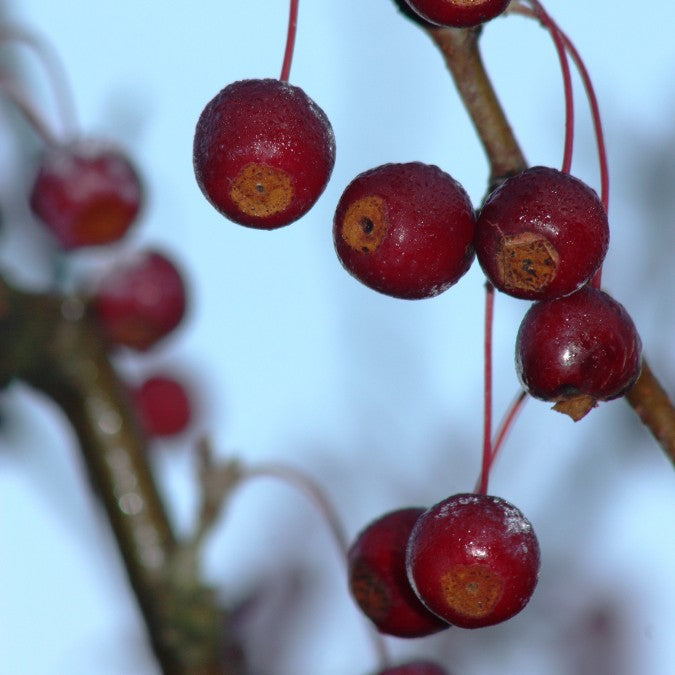 Malus baccata 'Street Parade'