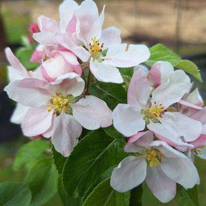 Malus d. 'James Grieve'