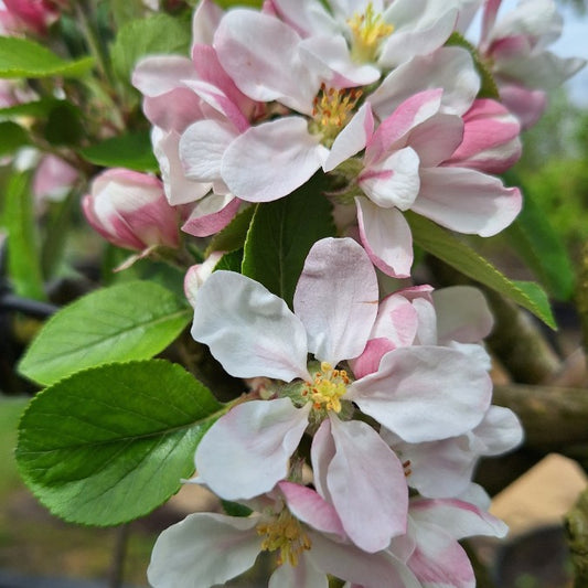 Malus d. 'James Grieve'