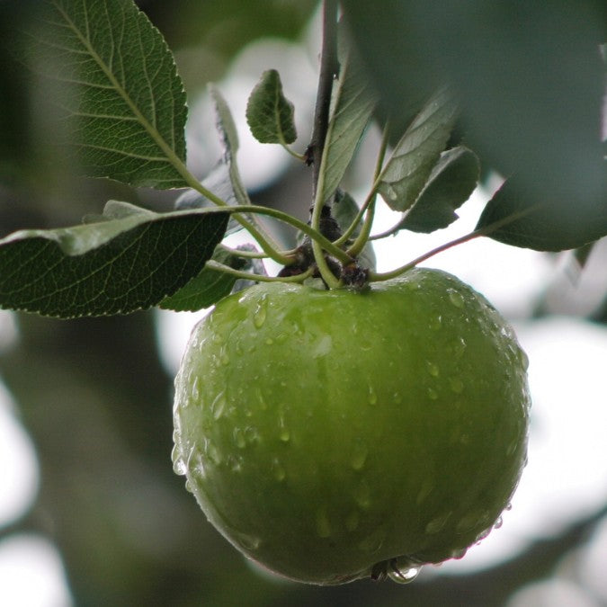 Malus d. 'James Grieve'