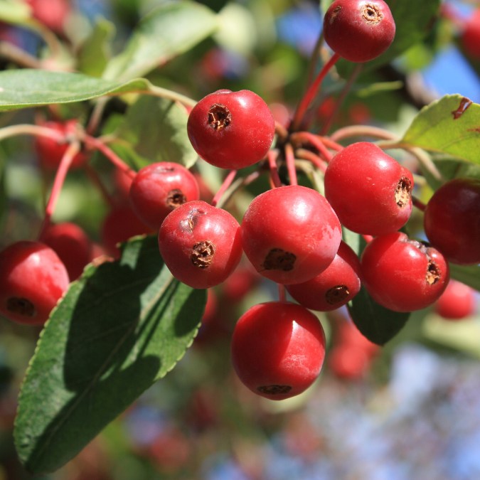 Malus 'Donald Wyman'