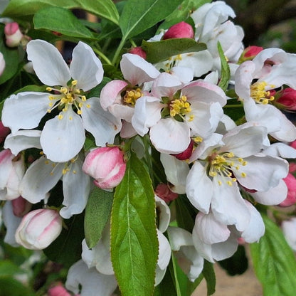 Malus 'Donald Wyman'