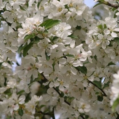 Malus 'Donald Wyman'