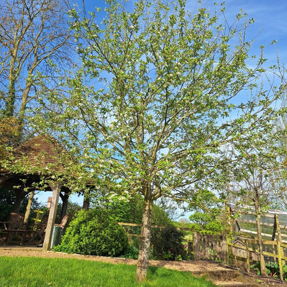 Malus d. 'Reinette du Canada'