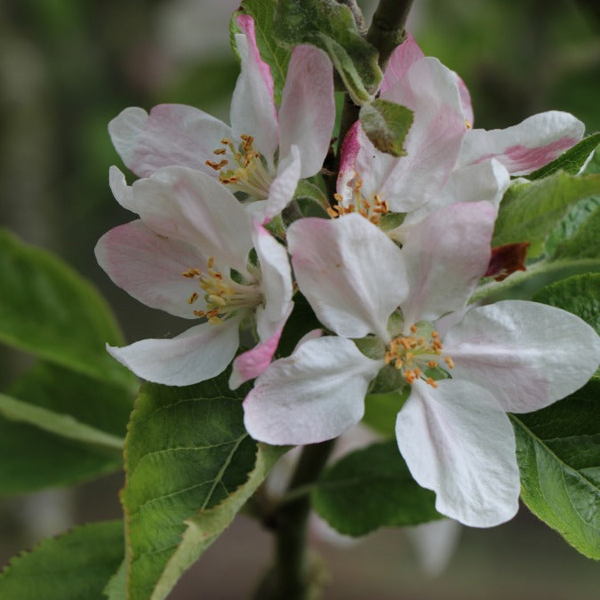 Malus d. 'Reinette du Canada'