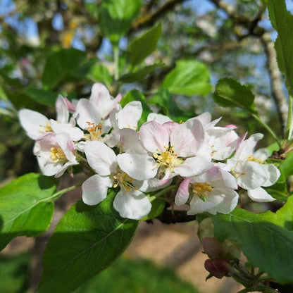 Malus d. 'Reinette du Canada'