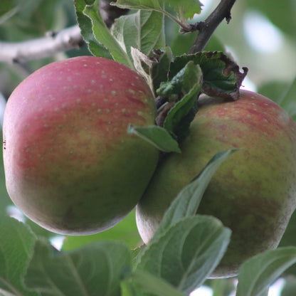 Malus d. 'Reinette du Canada'