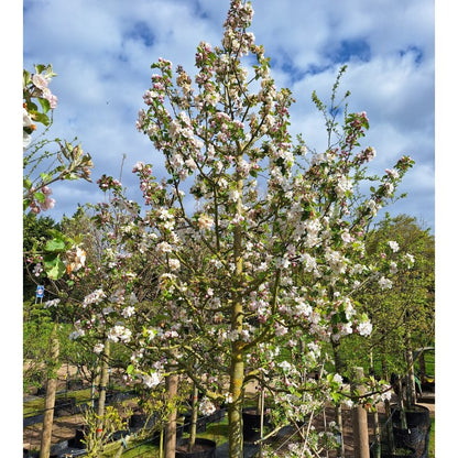 Malus d. 'Belle de Boskoop'