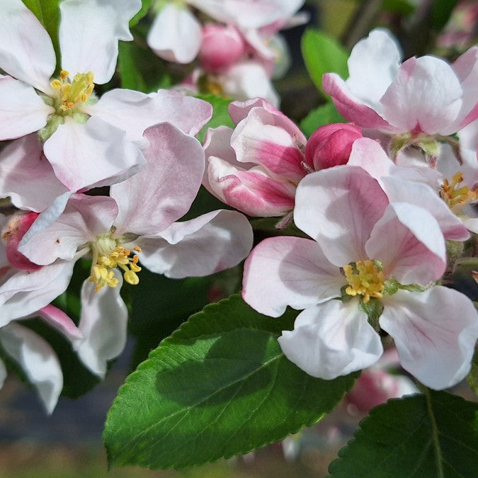 Malus d. 'Belle de Boskoop'