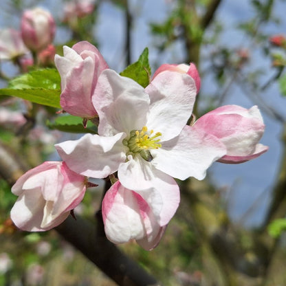 Malus d. 'Belle de Boskoop'