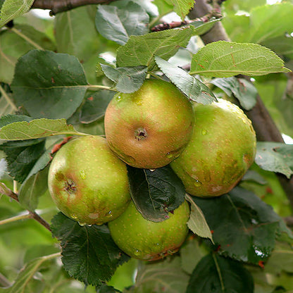 Malus d. 'Belle de Boskoop'