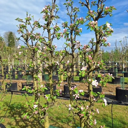 Malus d. 'Red Boskoop'