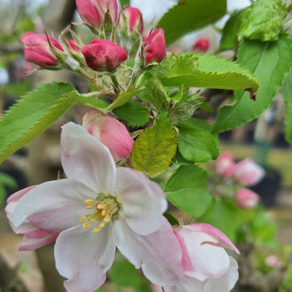 Malus d. 'Red Boskoop'